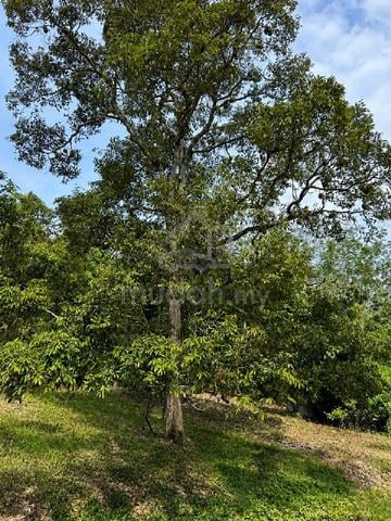 Kebun Buah-buahan 5.2 Ekar Di Jelebu, Negeri Sembilan 1