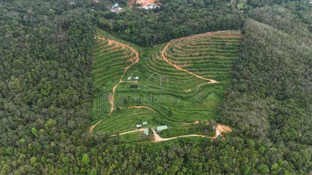 Gurun Agricultural Land 600 Tree Durian Farm For Sale 1