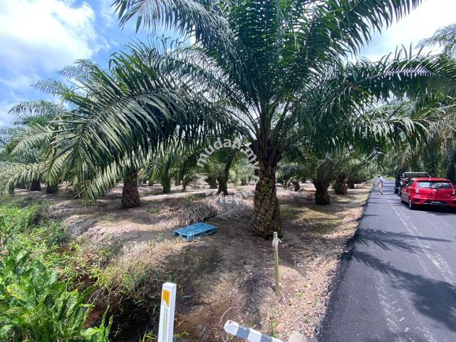 Tanah Pertanian Tanaman Sawit Untuk Dijual Air Papan Mersing Johor 1