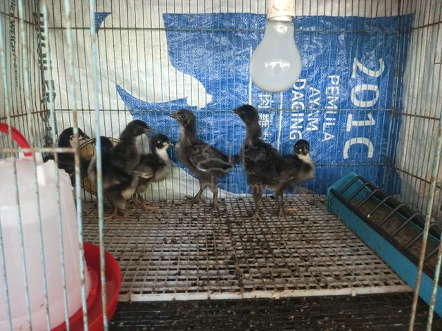 Anak ayam black Australorp  - photo 3 of 5