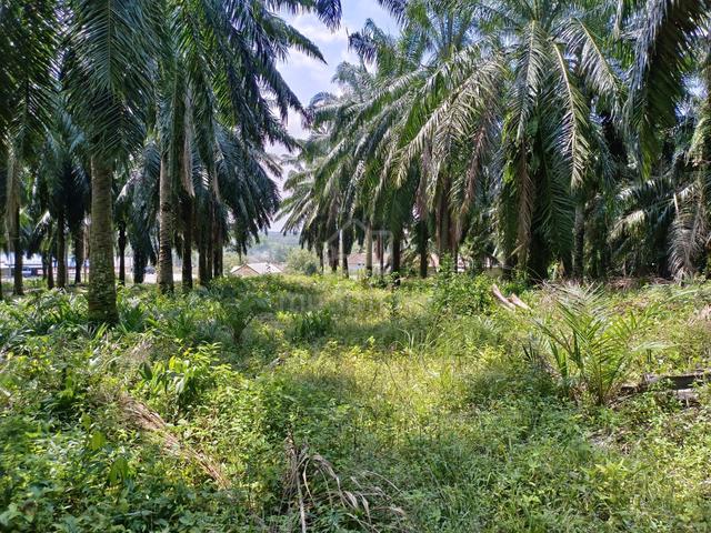 2 acres Oil Palm Land @ Tanjung Agas, Pasir Panjang, Port Dickson, N9 4