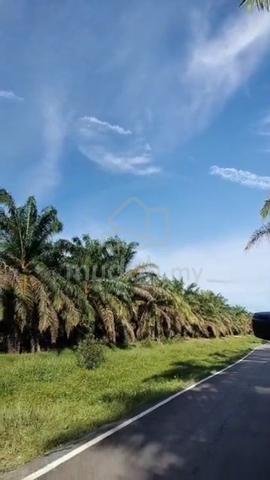 Ladang Sawit 12 ekar Untuk dijual 1