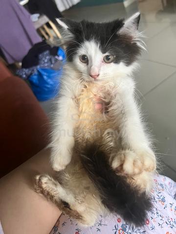 kitten utk rehome umur 3 bulan - photo 2 of 3