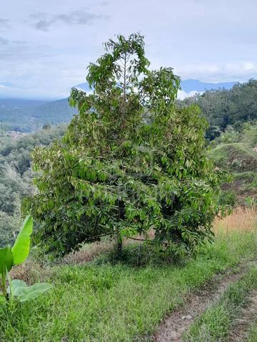 Black Thorn Duri HITAM 72 Ekar Non Bumi Direct owner 5