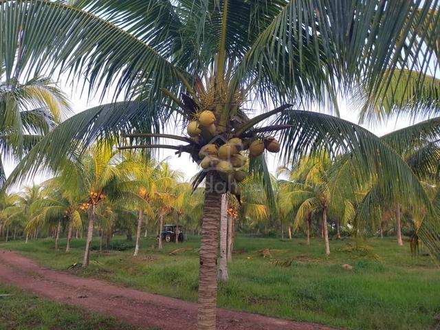 Kuantan 1408 acres  Coconut Plant 2