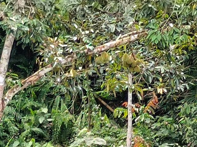 Dusun 4 ekar di Ulu Langat(Sesuai Buat Rumah+Chalet+ada kejiranan) 1