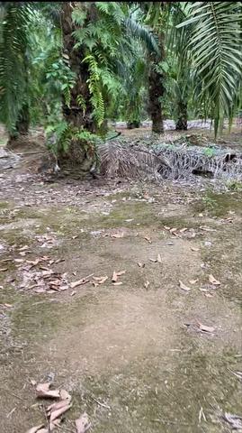 Land for sale including HOUSE and PALM FARM for FREE ! 1