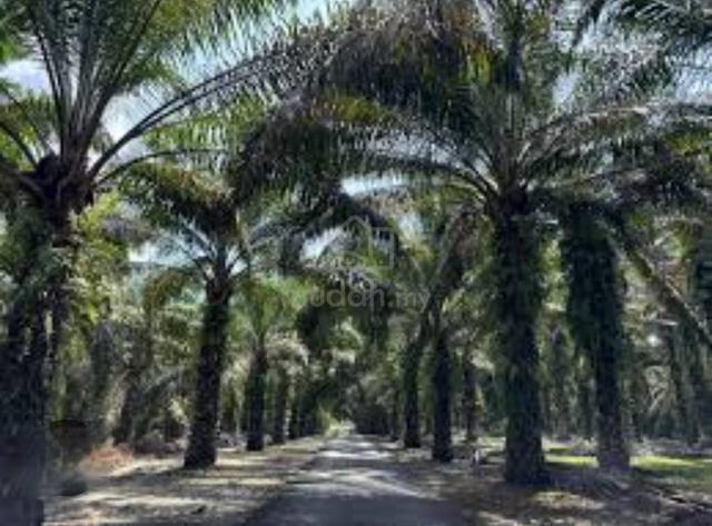 【FREEHOLD】Jasin Rim Below Value Agriculture Land Melaka for Sale 1