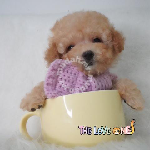 teacup teddy bear