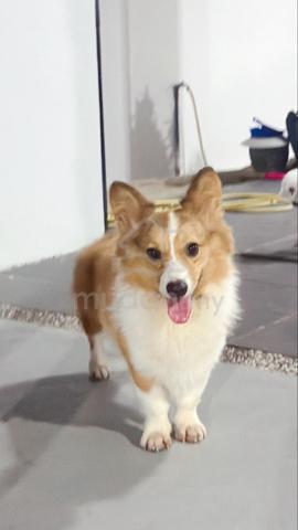 Corgi - photo 2 of 3