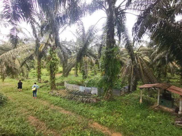 pontian 1