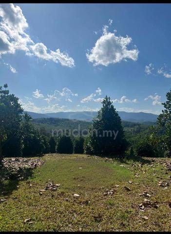Terachi 4.66 Ekar Kebun Nangka Cempedak untuk Di Jual 1