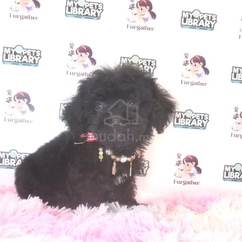 CUTE PUPPY MALTIPOO MALTESE MIX POODLE DOG #v508 - Pets for sale in ...