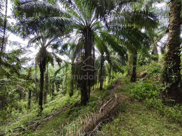 Kluang Agriculture Land Slight Hill Oil Palm for Sale 1