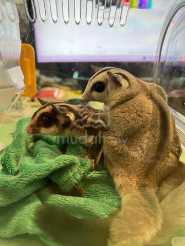 Pair of sugar gliders + cage - photo 3 of 5
