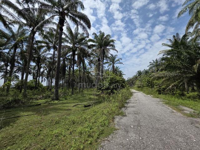 Gopeng / Agricultural Land For Sale / FREEHOLD / 1 Acres / Flat Land 1