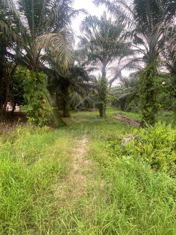 Tanah Sawit Untuk Di jual (nego sampai jadi) 1