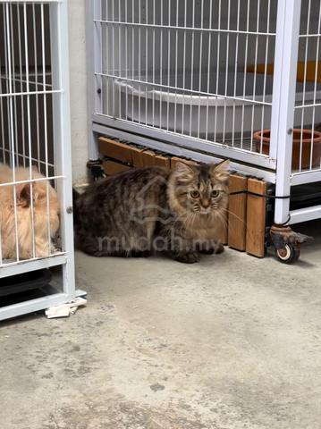 Kucing Tabby kaki pendek - photo 3 of 5