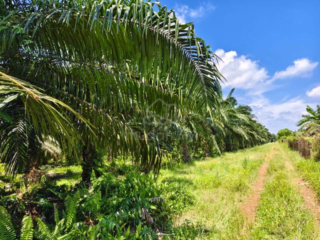 Freehold 26 acres zoning Residential Sabak Bernam 2