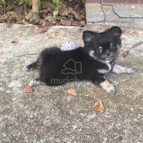 black and white Chihuahua ~2 - photo 4 of 6
