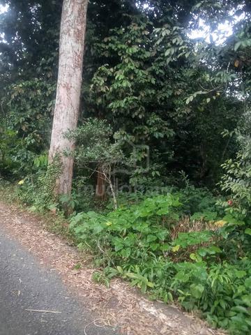 2.7 Ekar Tanah Dusun Kg Bukit Pupuk Gemereh Segamat Johor 1
