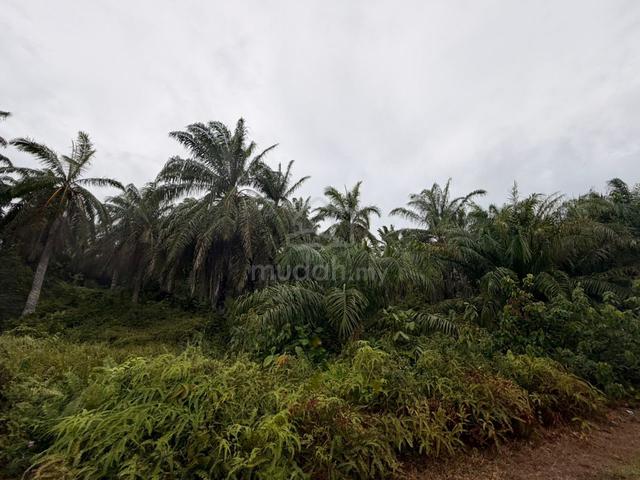 Tanah Kelapa Sawit Desaru Kota Tinggi Below Market Good Investment 1