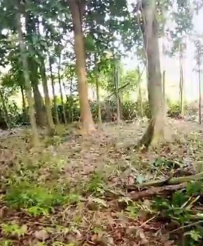DUSUN TERNAKAN & DURIAN land for lease 4