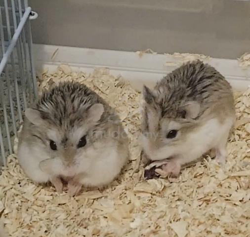 Carousel Image