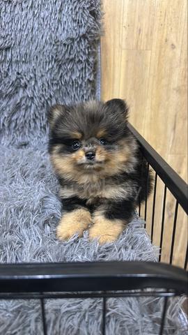 Blue Merle n Tan Male Pomeranian Puppy - photo 3 of 5