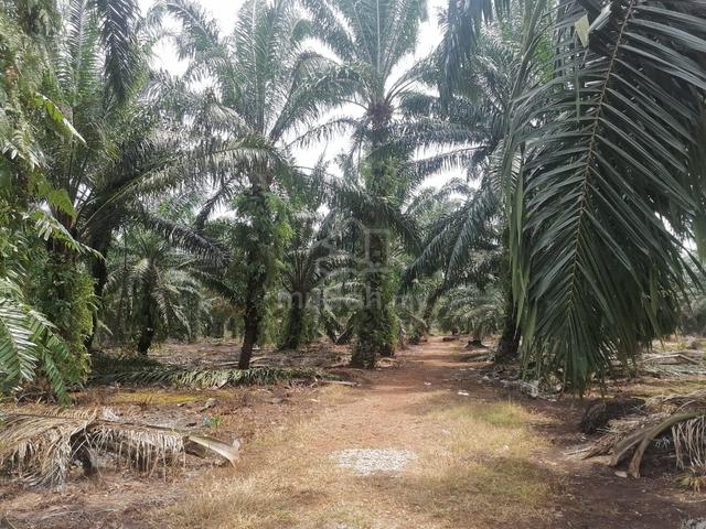 Kukup Agricultural Land For Sale 1