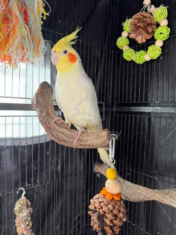 Pair of Lutino Cockatiels with Cage & Accessories - photo 3 of 6
