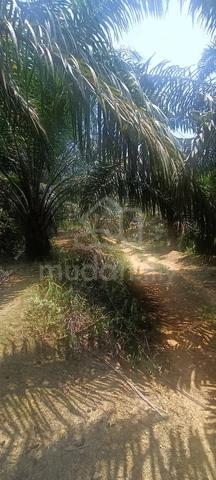 Tanah Sawit 3Ekar Di Ulu Bernam utk Dijual 1