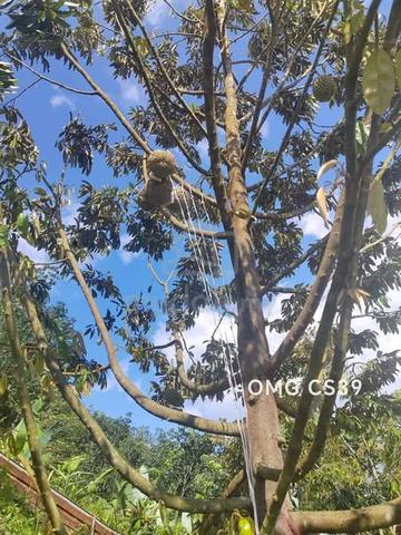 JELEBU Negeri Sembilan 5 Acres DURIAN FARM with Musang King FREEHOLD 1
