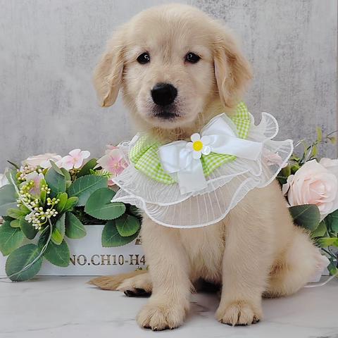 Carousel Image Selected
