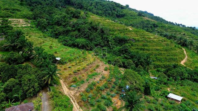 Freehold Dusun Musang King 150 Acres - Sungai Dua Karak for Sale 1