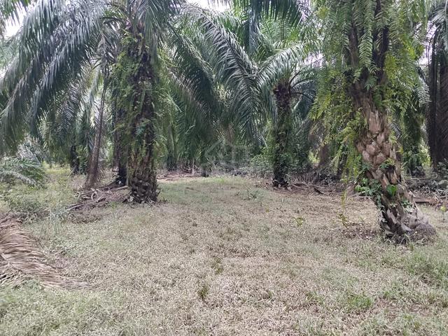 Tanah Kelapa Sawit Di MARANG KUALA TERENGGANU 1