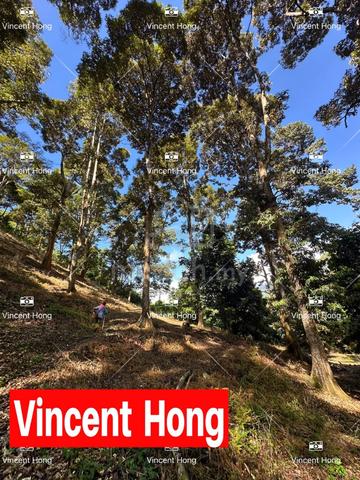 (5 acres) Perak Lenggong agricultural land Durian Farm 2