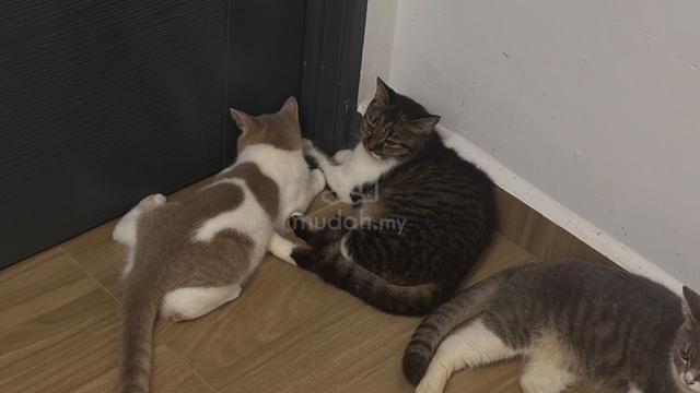 mix bsh kucing - photo 5 of 6