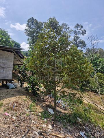 Tanah pertanian untuk dijual @Kg. Sungai Mahang 1