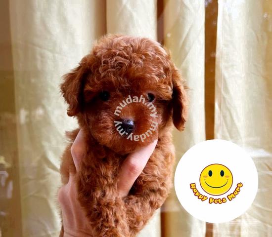 toy poodle 2 months old