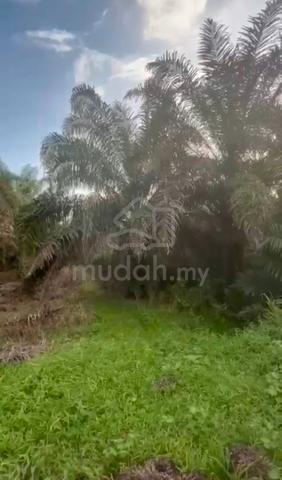 2 Ekar Tanah Kelapa Sawit Kg Sri Gambut Pontian Johor 1