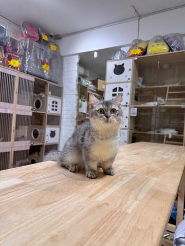 can send Singapore silver shaded bsh munchkin cat - photo 2 of 6