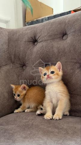 Baby BSH Golden NY12 - photo 2 of 4