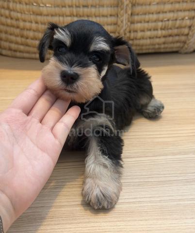 SCHNAUZER MINIATURE PUPPIES X71 🌻 雪纳瑞Female - photo 3 of 3