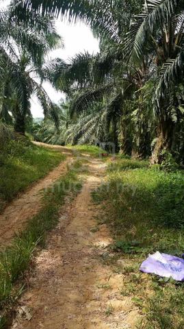 Freehold Agriculture Land For Sale At Kuala Pilah,Negeri Sembilan 1