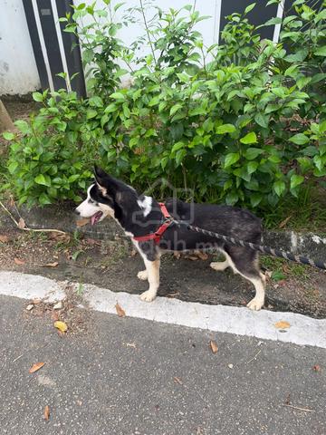Husky puppy - photo 5 of 5