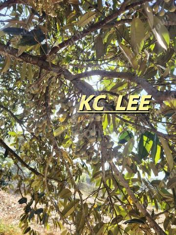 8.03 Acres Durian Farm / Slope Land Sungai Ular,Kulim Kedah 1