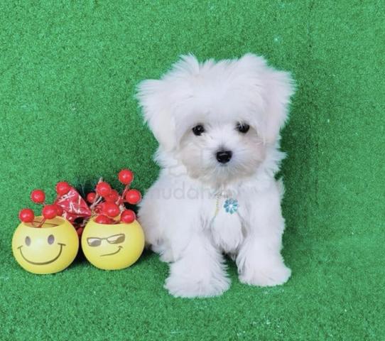 Tiny maltese fashion puppies