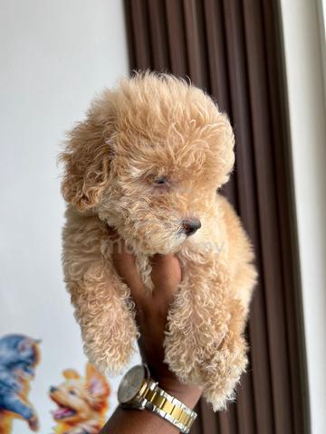 maltipoo ~6 - photo 3 of 3