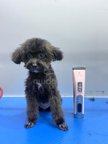 Poodle - photo 2 of 3